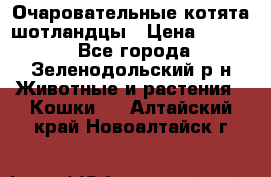 Очаровательные котята шотландцы › Цена ­ 2 000 - Все города, Зеленодольский р-н Животные и растения » Кошки   . Алтайский край,Новоалтайск г.